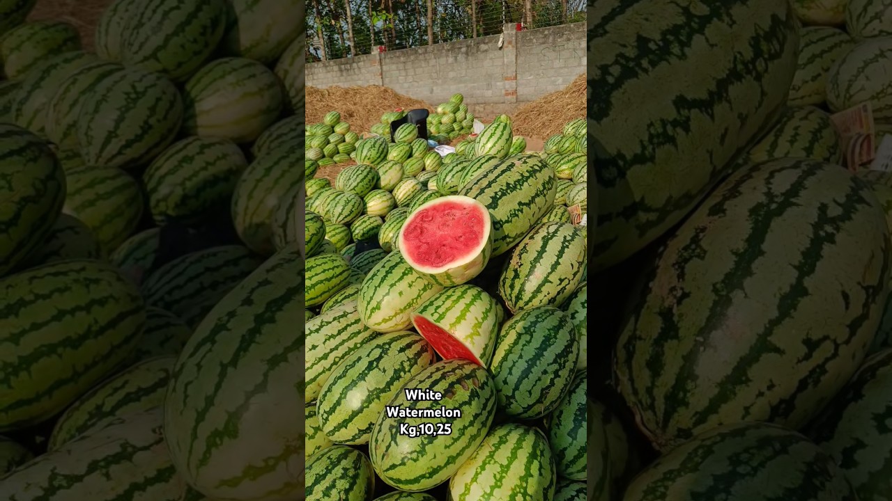 🍉🍉🍉#today #batasingaram fruit market #watermelon