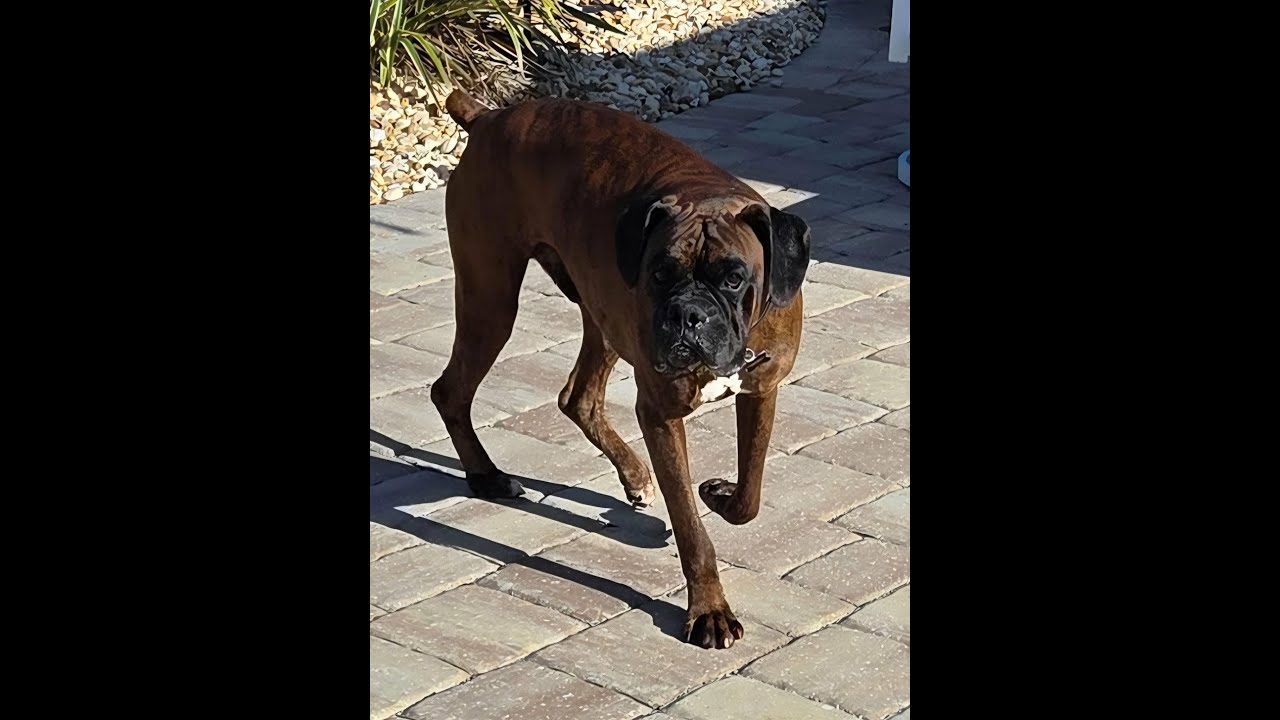 Introducing Jagger, available for adoption through Boxer Aid & Rescue Coalition.