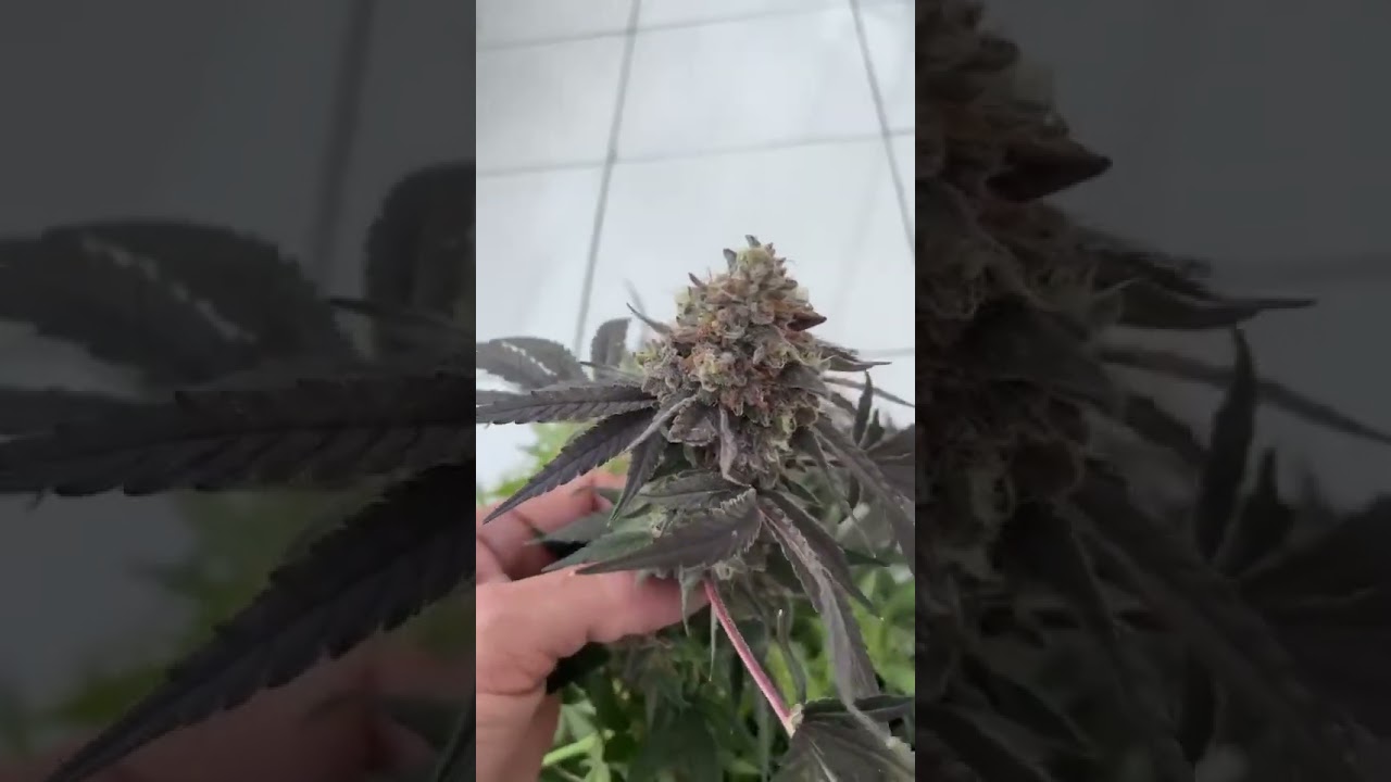 Papaya Sherbet 🍨 Feminized seeds | Fat Buds by growtocrop