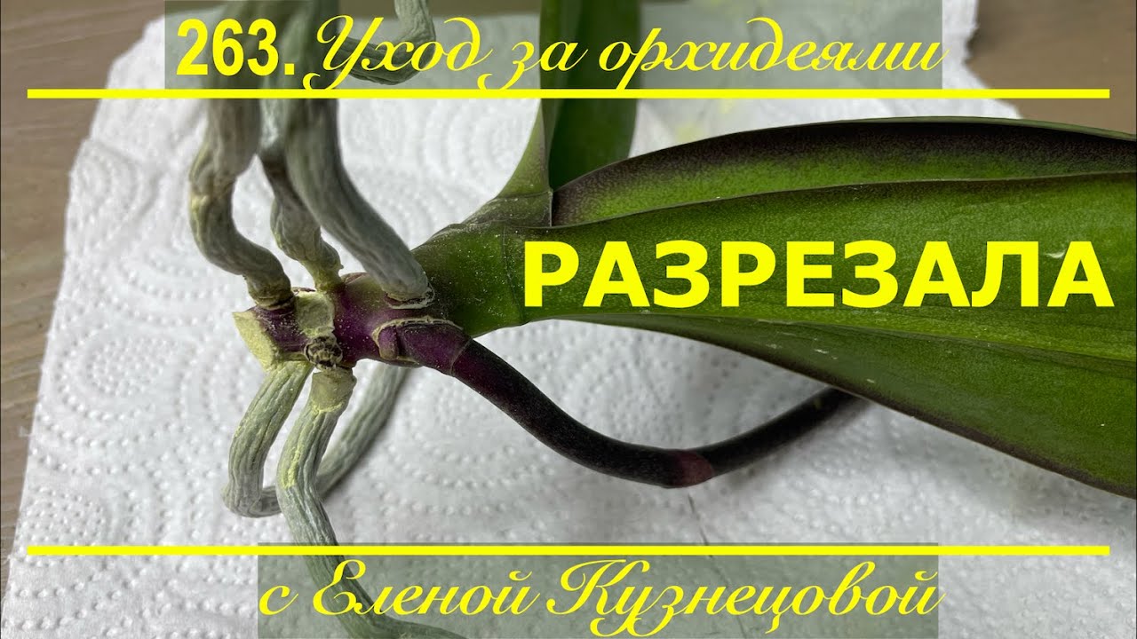 Разрезали орхидею пополам! Что дальше?