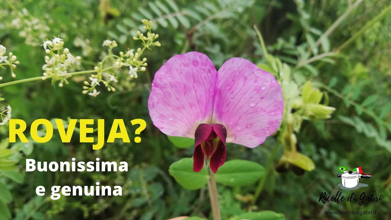 ROVEJA ?  Come riconoscere e cucinare un SECONDO PIATTO GENUINO - RICETTE DI GABRI