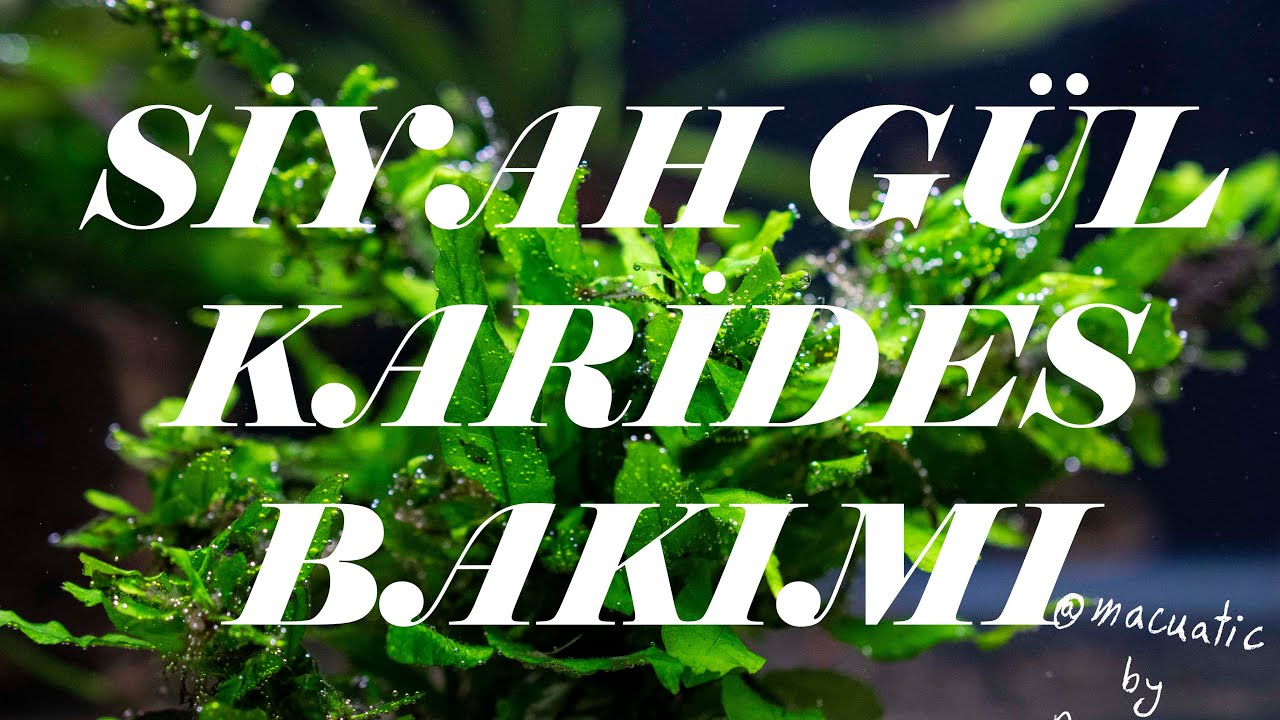 BİTKİLİ AKVARYUMDA SİYAH GÜL KARİDES BAKIMI VE BESLENMESİ!CANLI EKLERKEN SU AŞILAMA NASIL YAPILMALI?