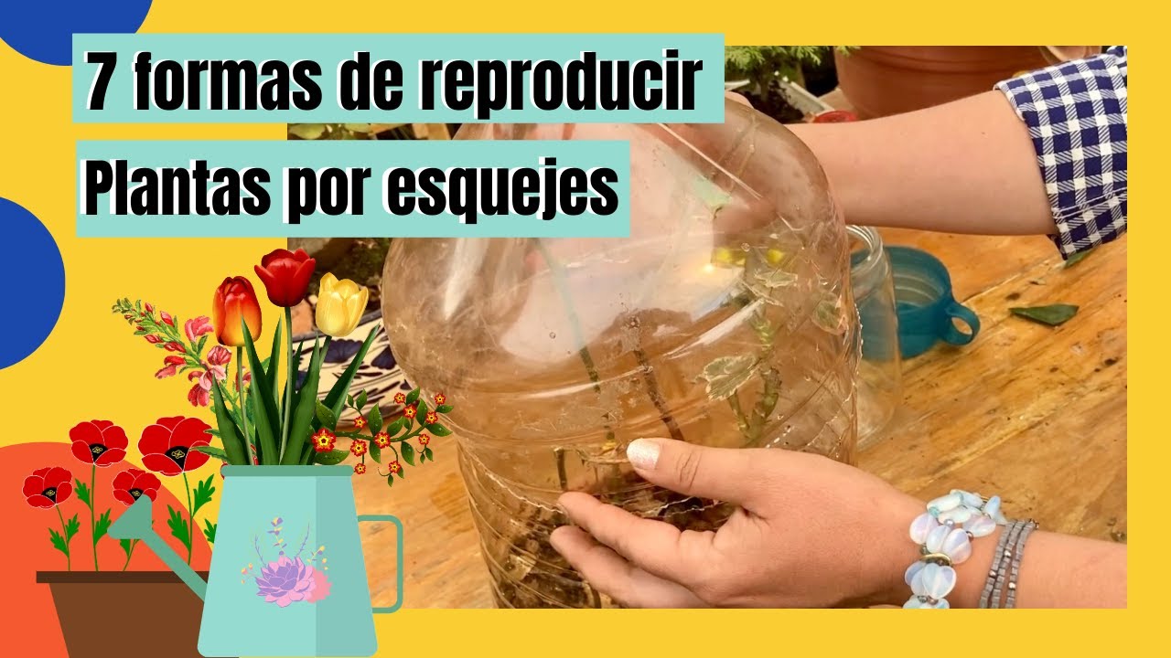 7 cosas que puedes usar para enraizar tus esquejes y así tener más plantas 😍