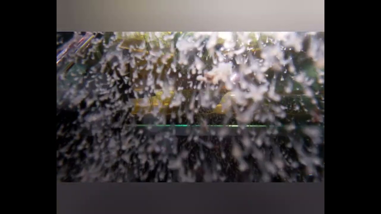 Releasing Notropis chrosomus hatchlings.