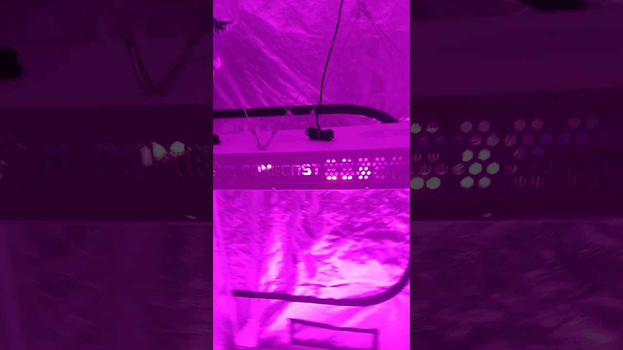 Bloombeast a1280