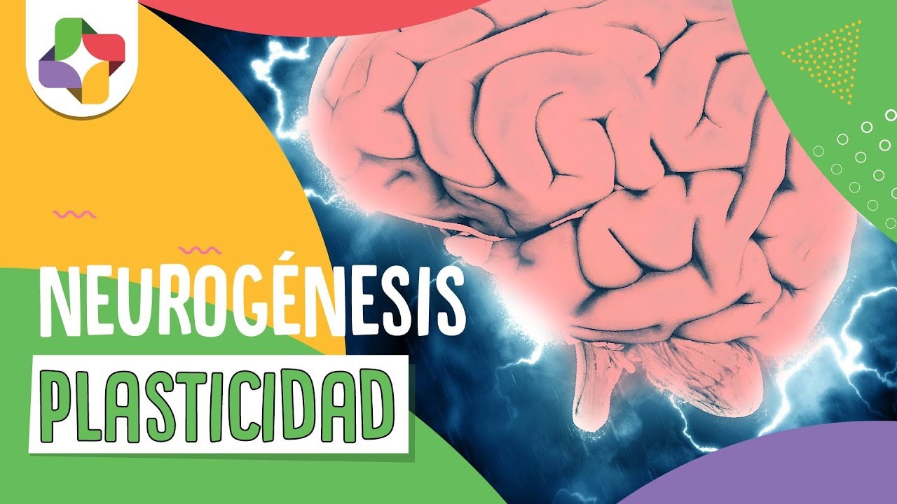 Neurog&eacute;nesis Adulta y Plasticidad Neuronal - Educatina