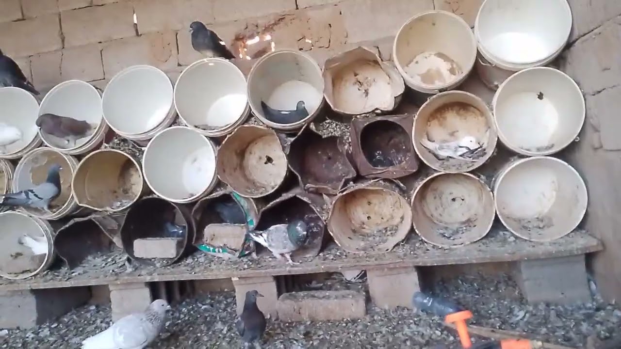 اذا فكيت الصبح تغدي واذا ما فكيت الصبح ما تغدي شوف المقطع وتعرف 🤫