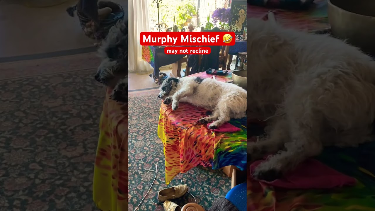 Naughty but cute 🥰 #doglife #funnydog #dogsbeingdogs