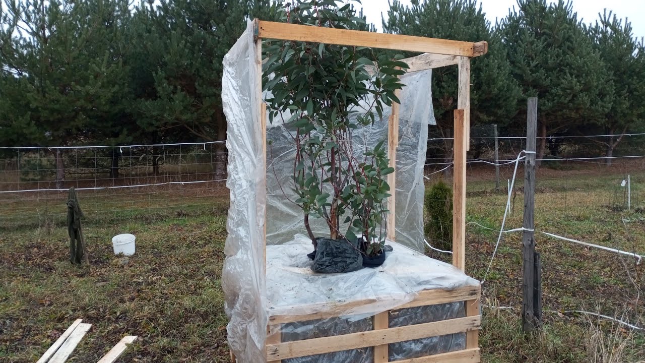 (359) Зимние ящики (пассивные) на экзотических растениях: банановые деревья, пальмы, эвкалипты ❄️...