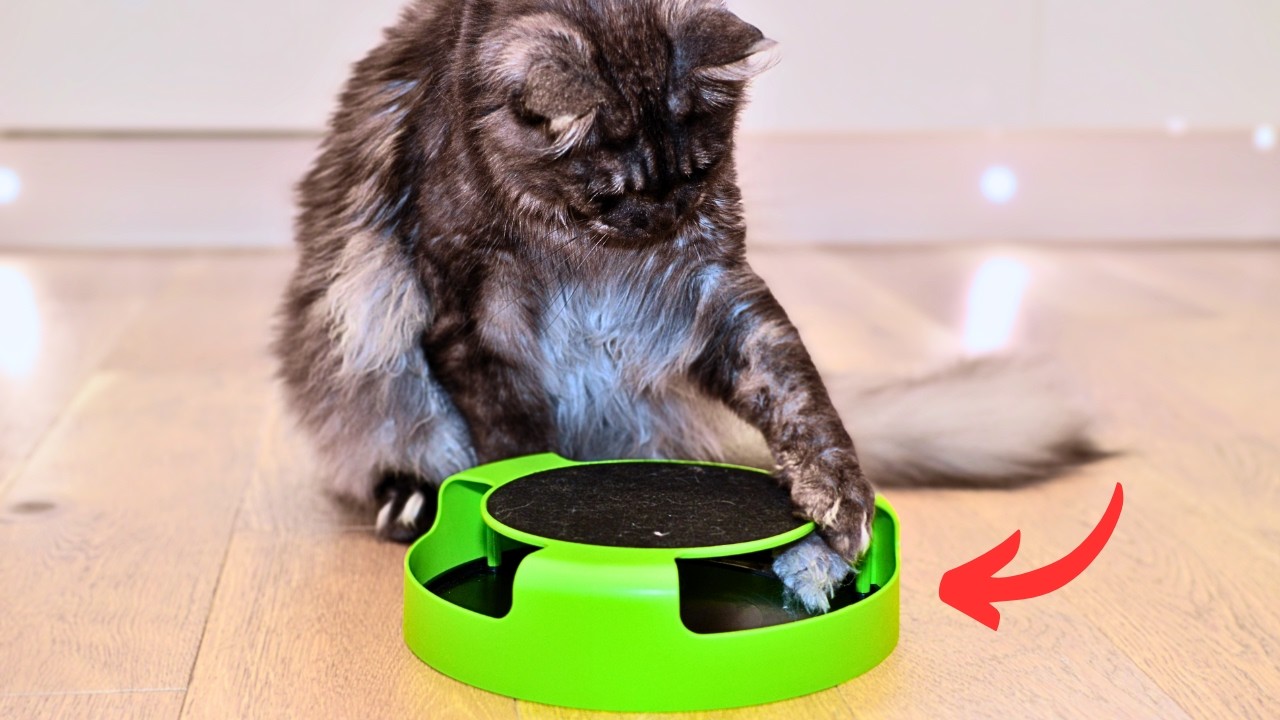 Catch The Mouse: Cheap but… (Review)