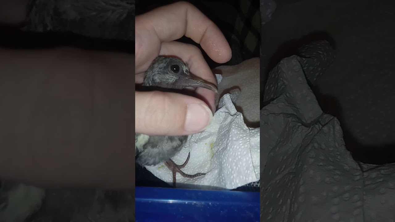 🕊💉Syringe Feeding Orphaned Baby Dove 