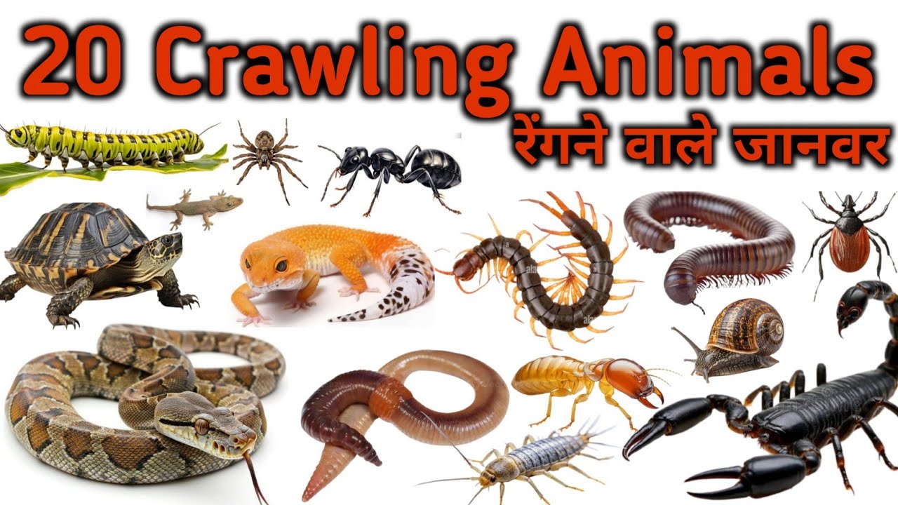 20 Crawling Animals Name Hindi English For Kids| रेंगने वाले जानवर| Kids Learning Video|