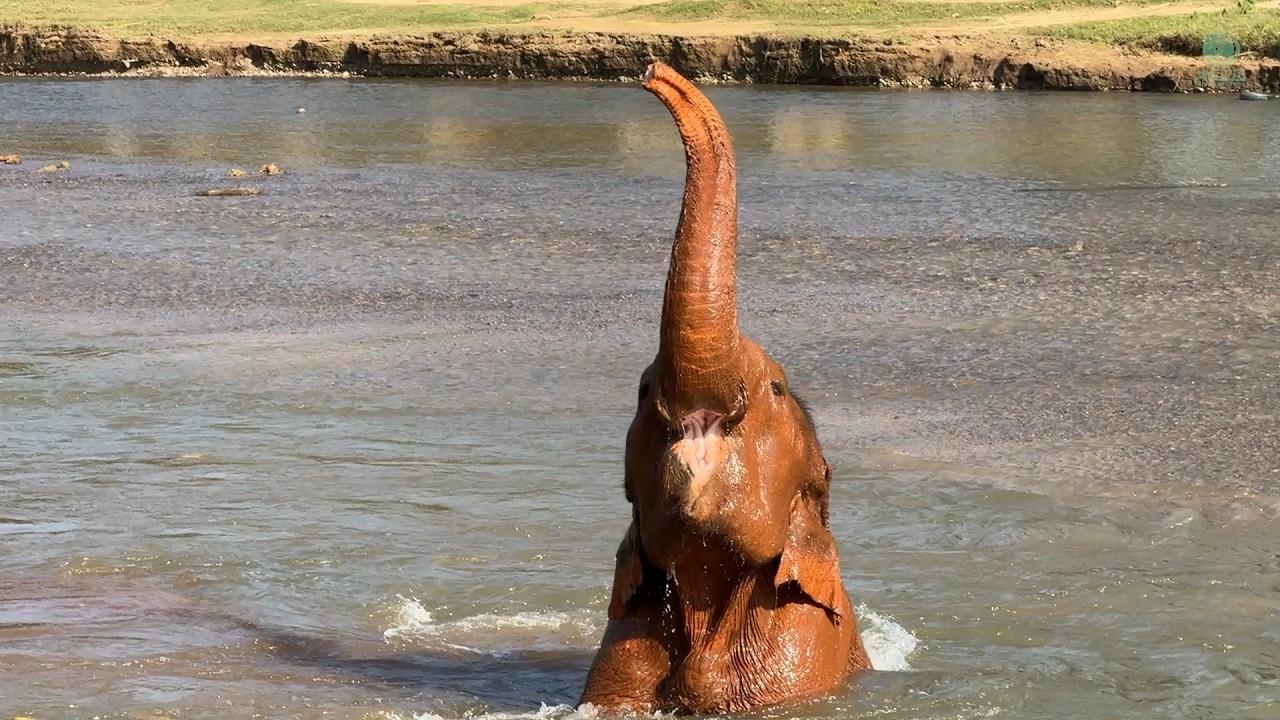 Thong Jun and Bua Kham Play in the River - ElephantNews