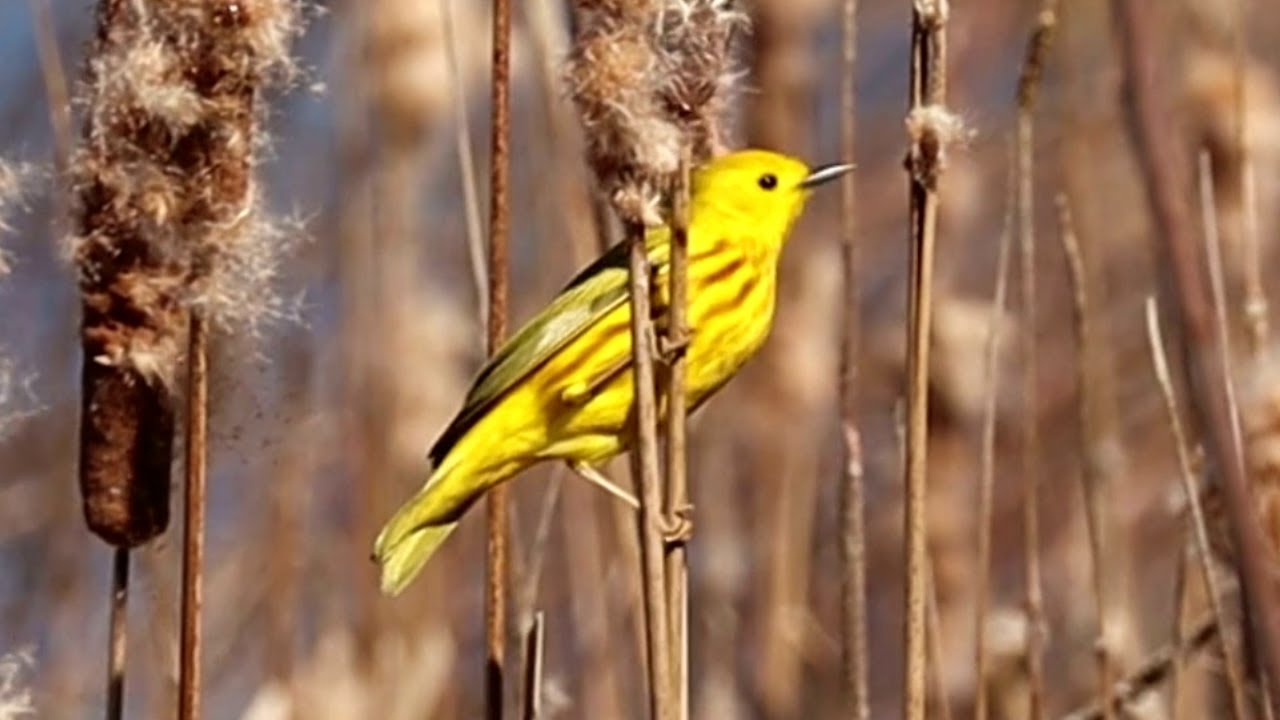 Yellow warbler