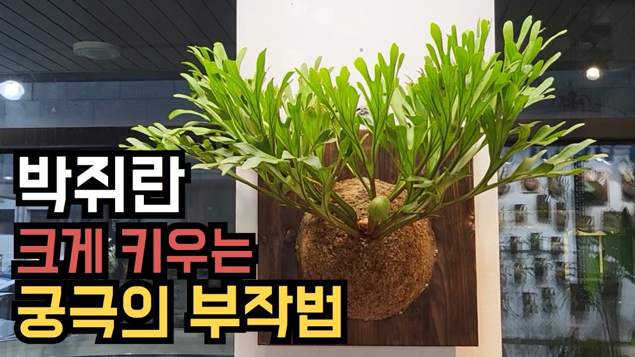 [박쥐란 부작의 정석] 크게, 빨리 키우는 가장 확실한 방법 (이 영상 하나면 충분)