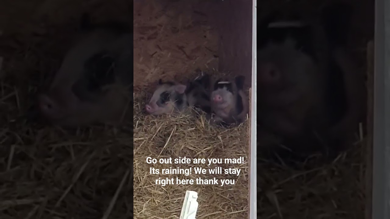 Juliana 'mini' pigs unimpressed with the rain #farmlife #smallholding #pigs #offgridliving #rain