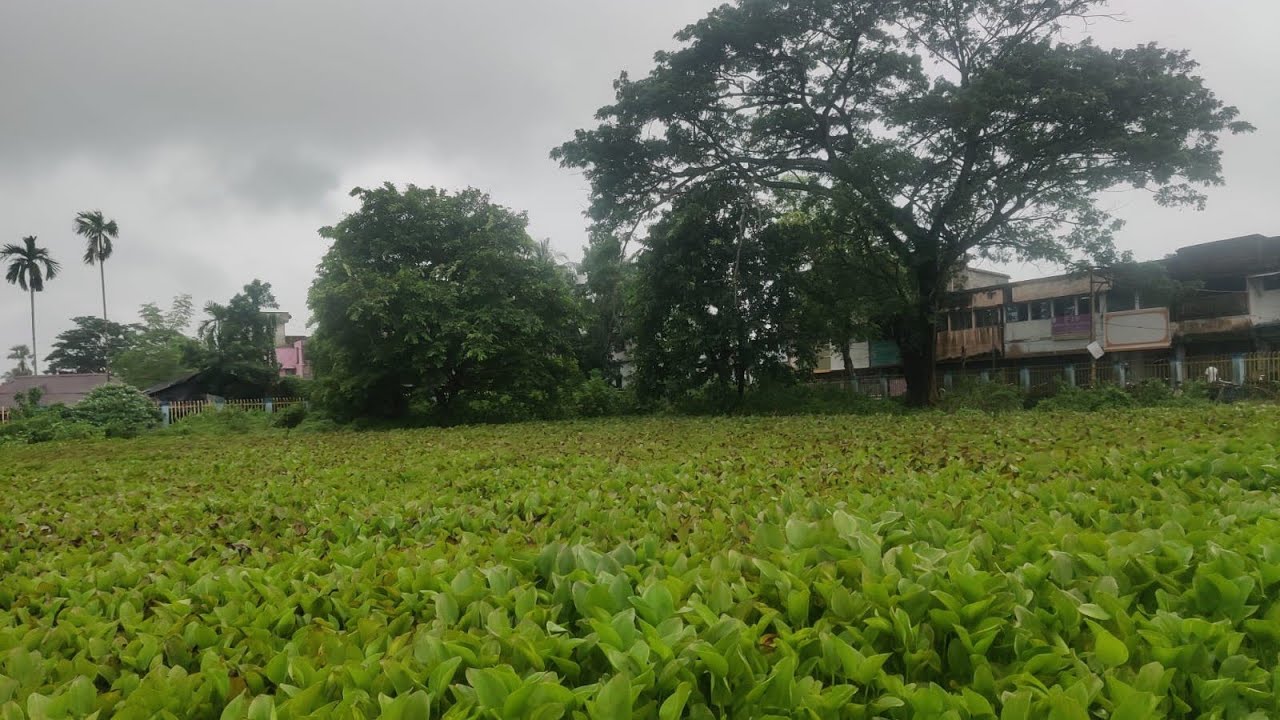 Sunderban vlog Day 2 # travel vlog# trip #enjoyment