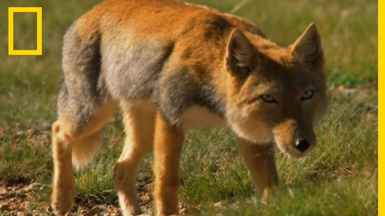 La prédation audacieuse du renard du Tibet