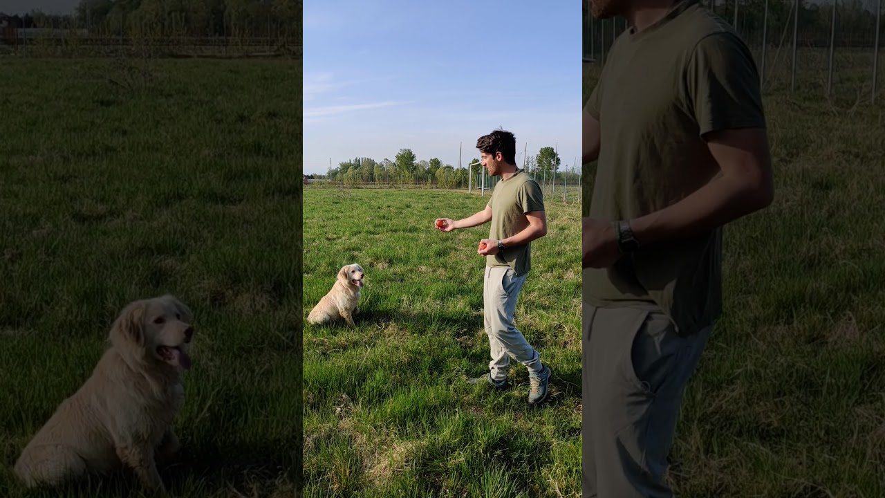 insegnare il comando di stop al cane