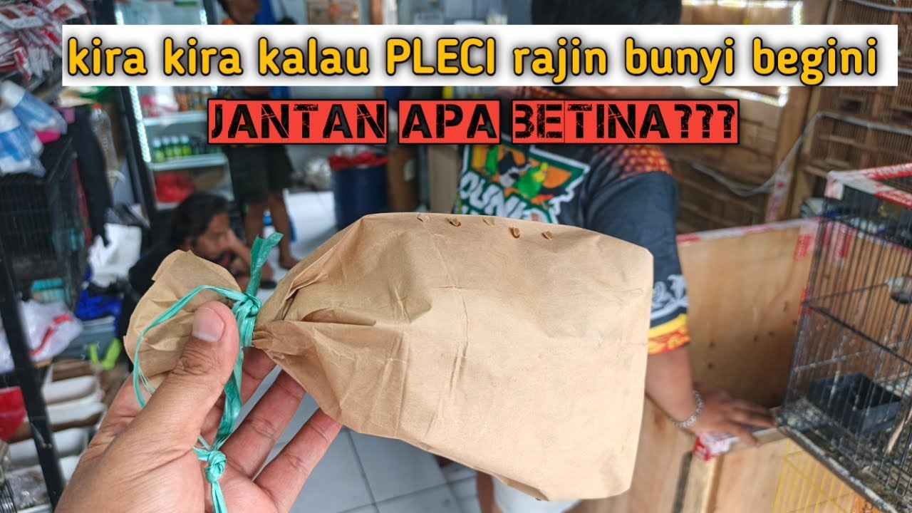 Gak ada niat mau ngombyok, eh malah nemu pleci dakun yang rajin bunyi diombyokan. 
