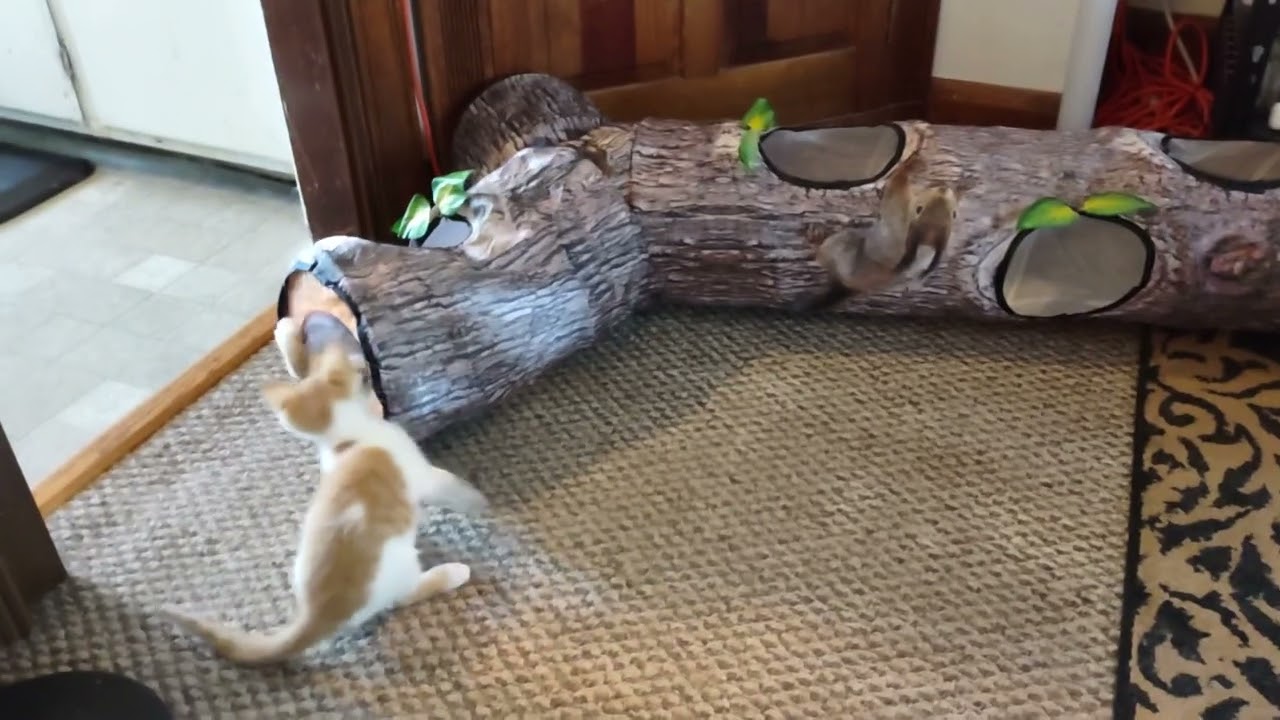 Tiny kittens Oliver and Loki play in a fake log.