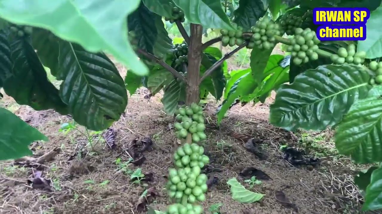 Tanaman kopi robusta sistem pagar usia 1,5 tahun