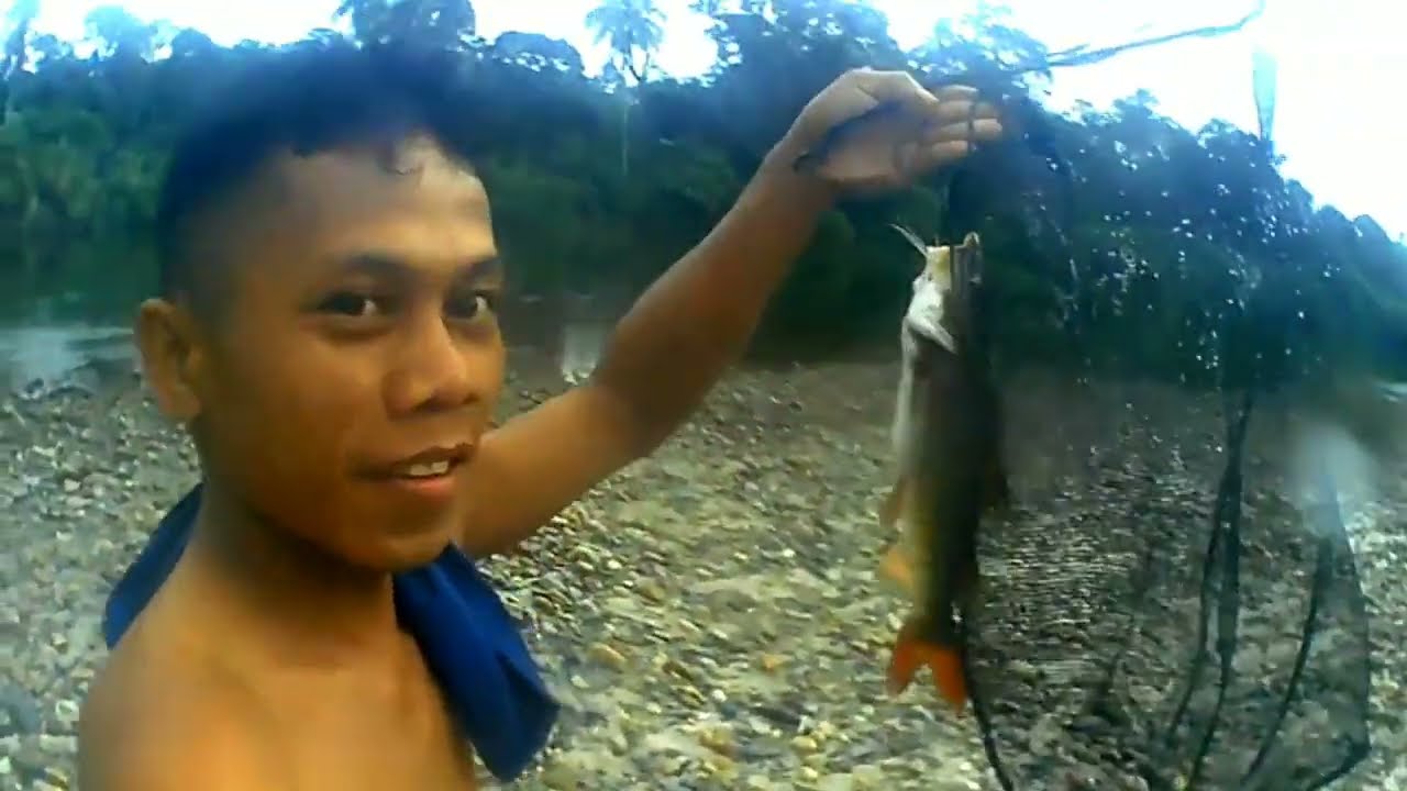 Ikan baung#merawaiikan