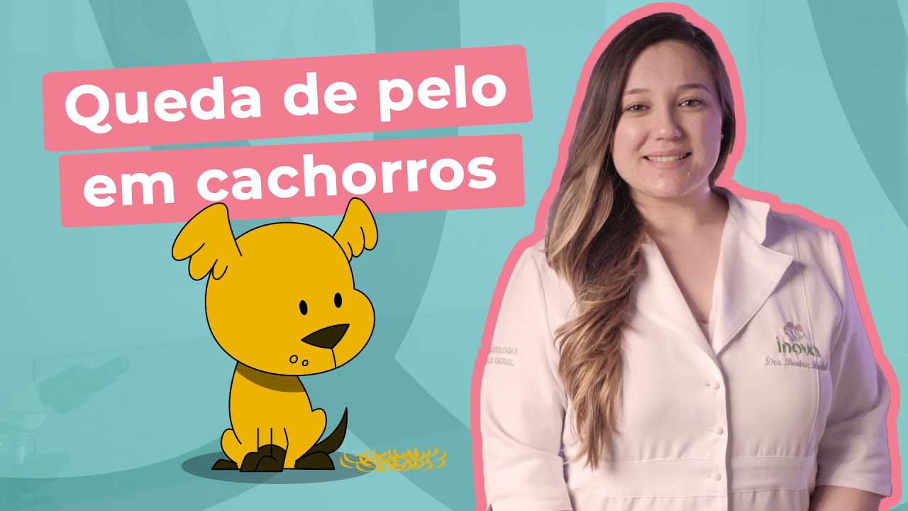 Queda de Pelos em Cachorro | Inova Hospital Veterin&aacute;rio