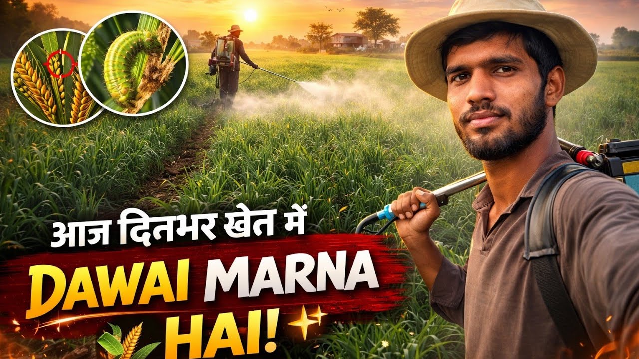 Aaj Gehu Ko Dawai Marne Gaya Tha 🌾💪