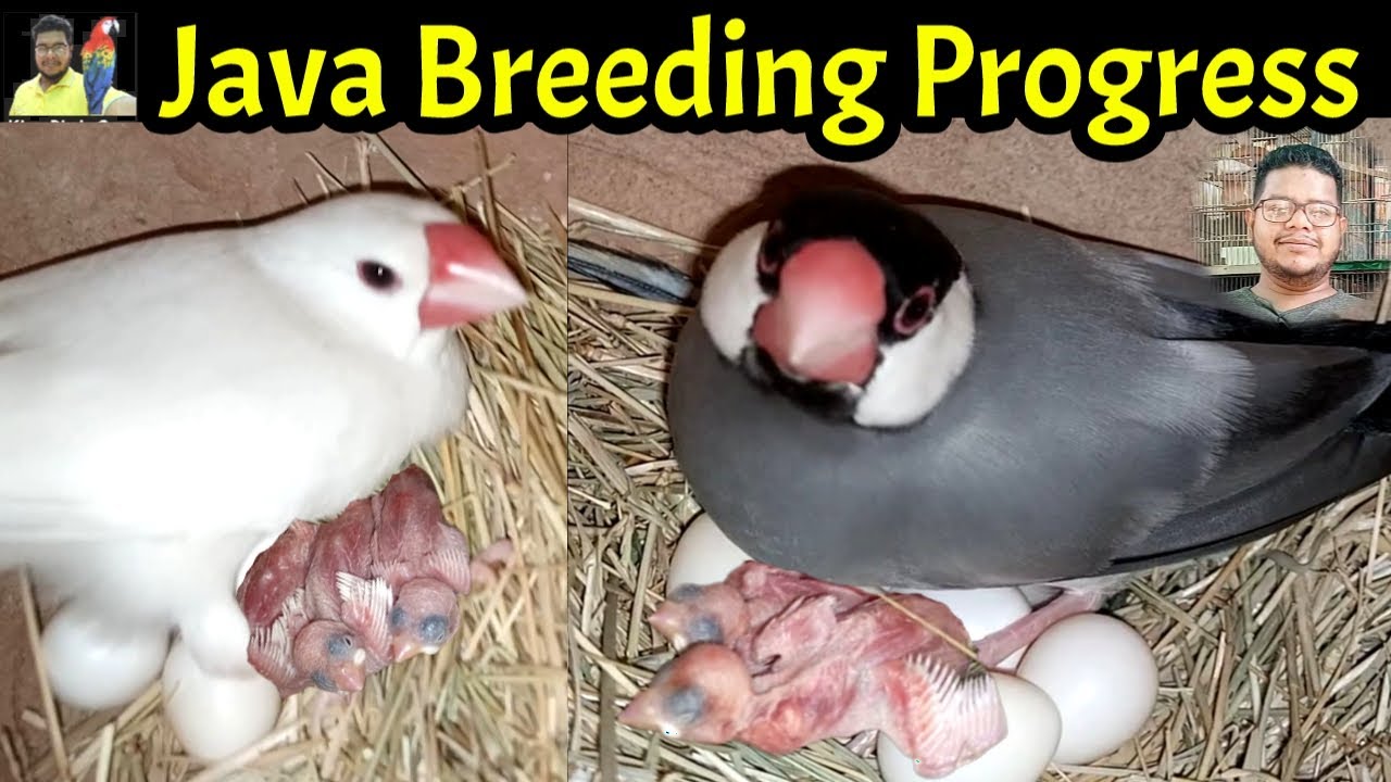 Java sparrow breeding progress | Java Breeding tips | Java sparrow information | Java birds breeding