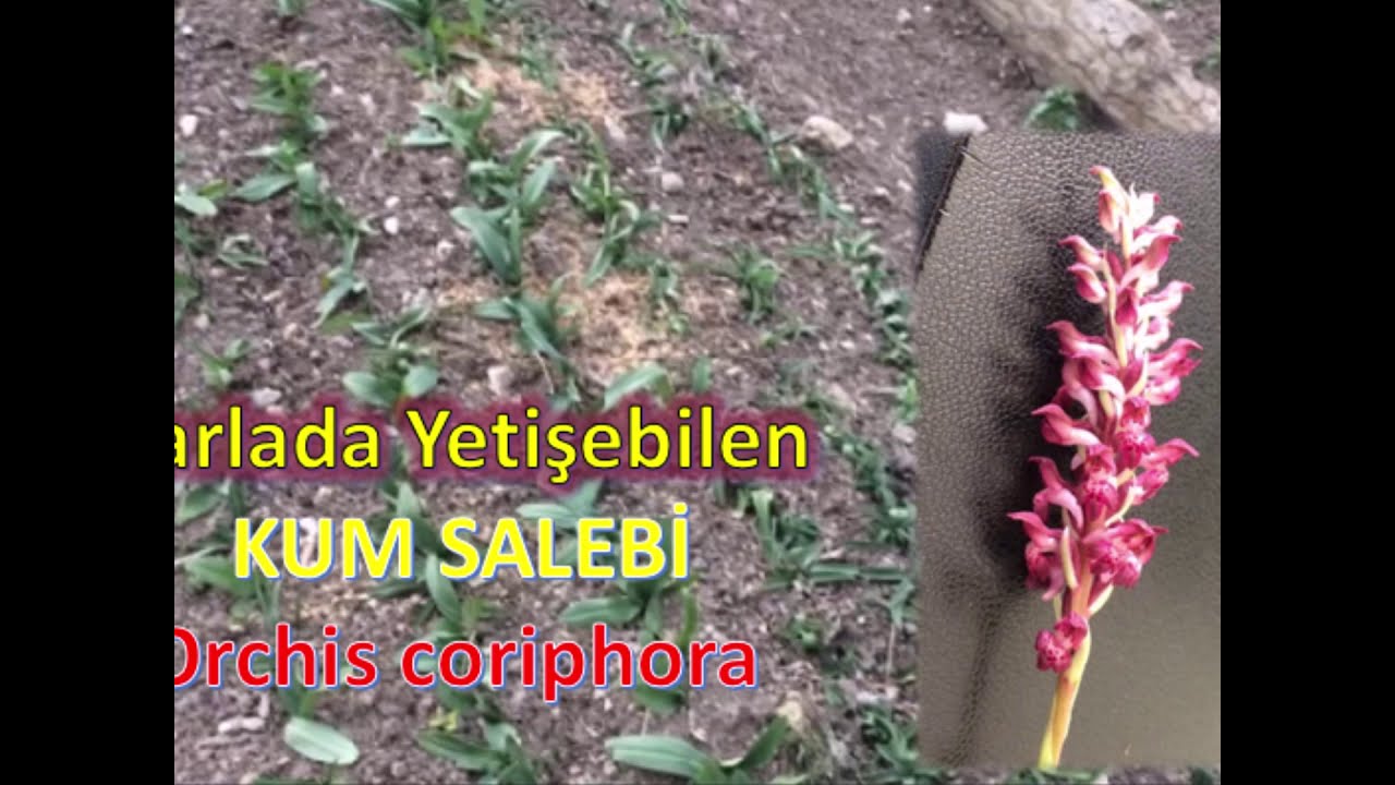 Tarlada Yetiştiriciliği Yapılabilen Salep Kum salebi