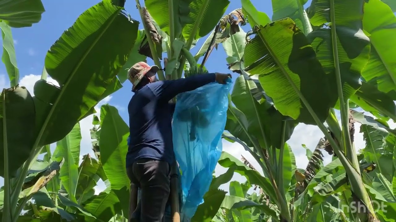 Lakatan Farming  Detailed Guide ni Sir Do