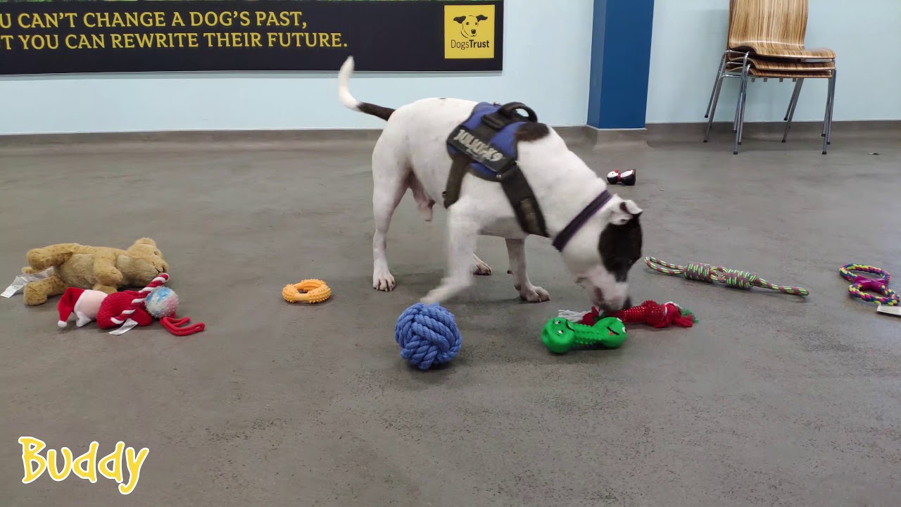 Dogs Picking Their Own Christmas Present