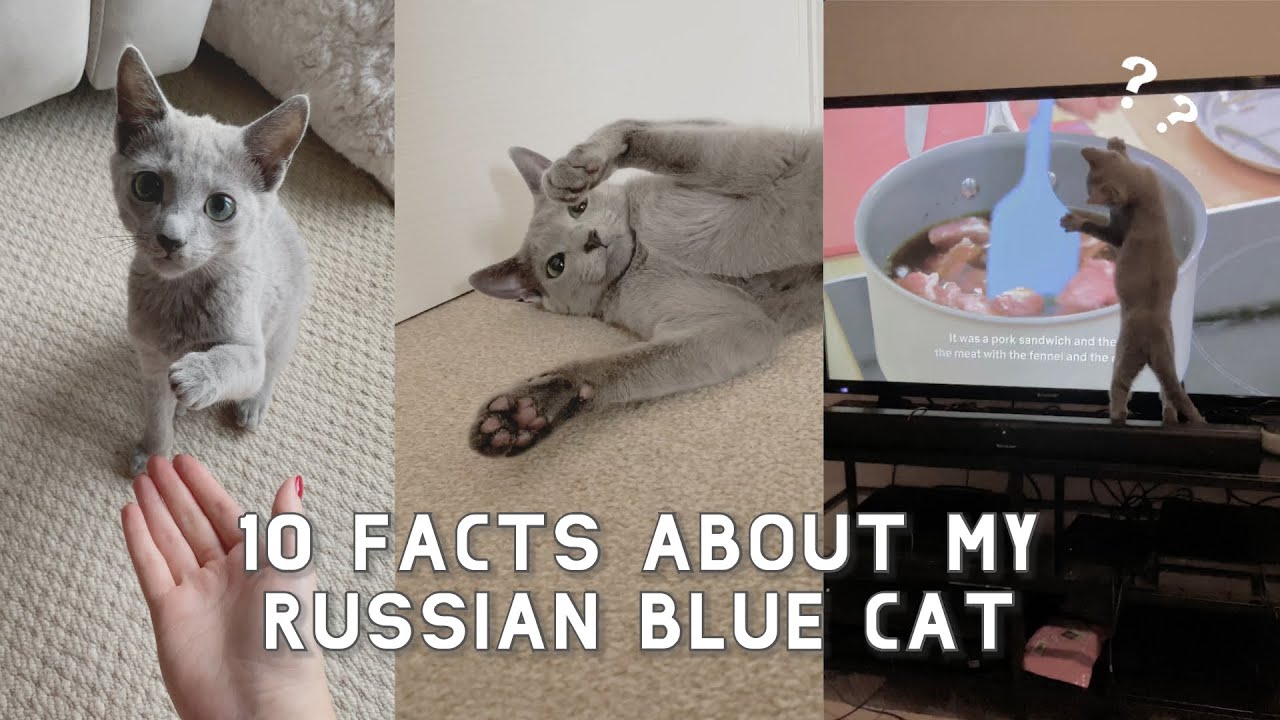 10 Facts about my Russian Blue Cat