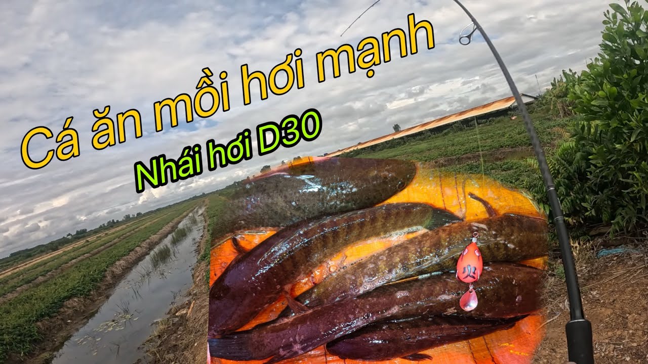 Hôm nay Law Dìn câu cá lóc bằng mồi hơi 