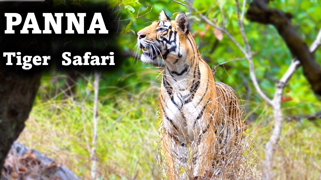 Panna Tiger Safari | Trilling Tiger Safari & Stories from the Wild