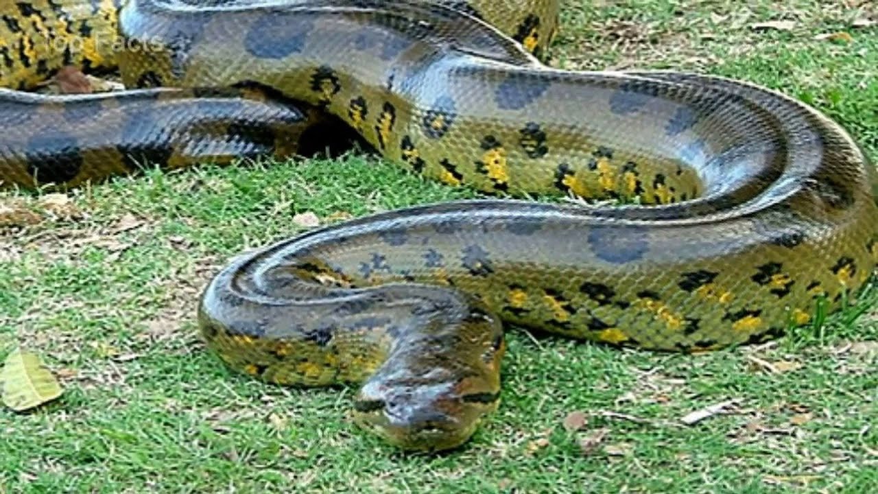 Top 10 Biggest Snakes Ever Found In The World | Titanoboa | 2020 | Biggest Snakes To Ever Exist