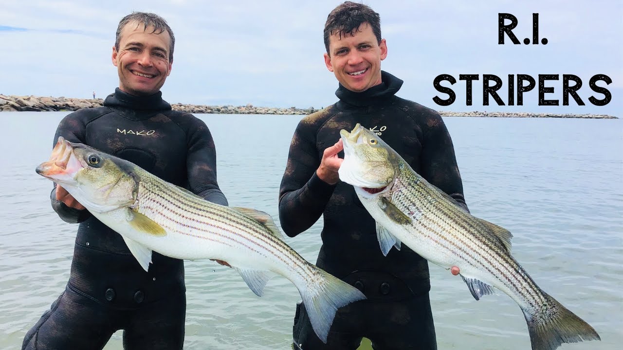 SPEARFISHING STRIPED BASS, RI {Catch, Clean & Cook -Grilled & Blackened}