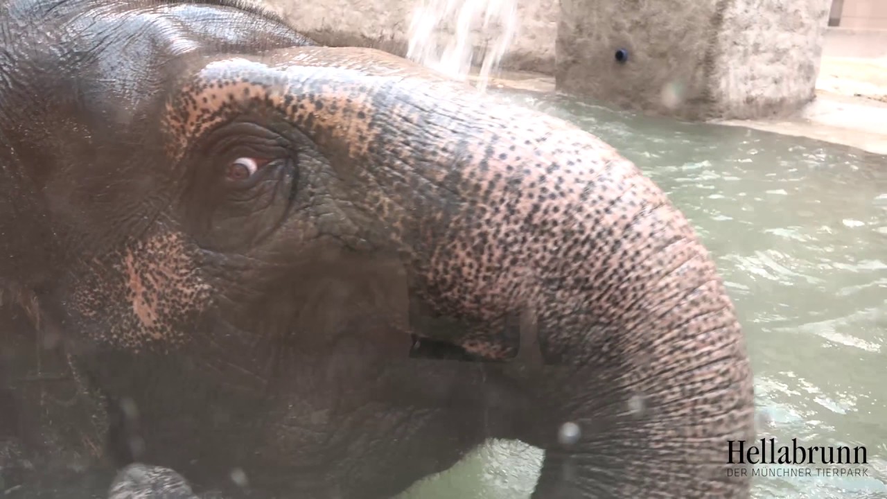 Elefantenhaus in Hellabrunn er&ouml;ffnet: M&uuml;nchner Tierpark hat sein Wahrzeichen wieder