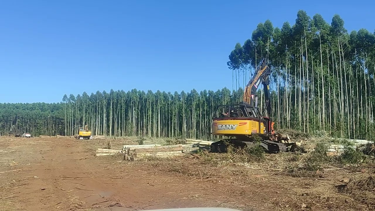 Full tree en tala rasa de #eucalyptus #fellerbuncher #skider #jondeere #komatsu #forest #viral