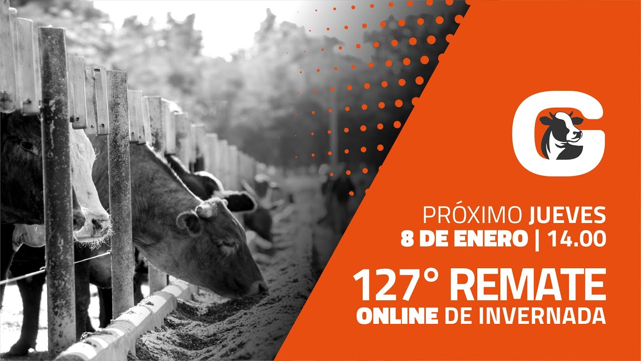 127° Remate Online de Invernada  - Grandis Remates