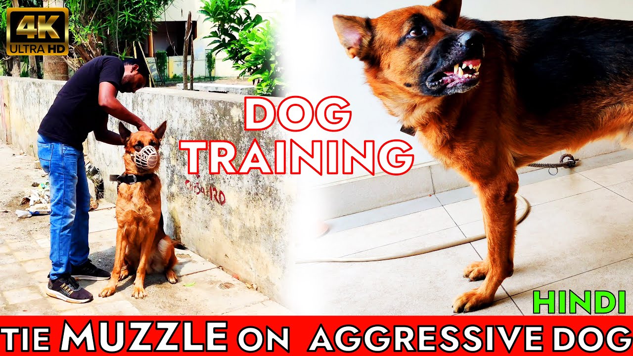 How to Put Muzzle on an Over Aggressive Attacking Dog || Dog Training in Hindi 4k