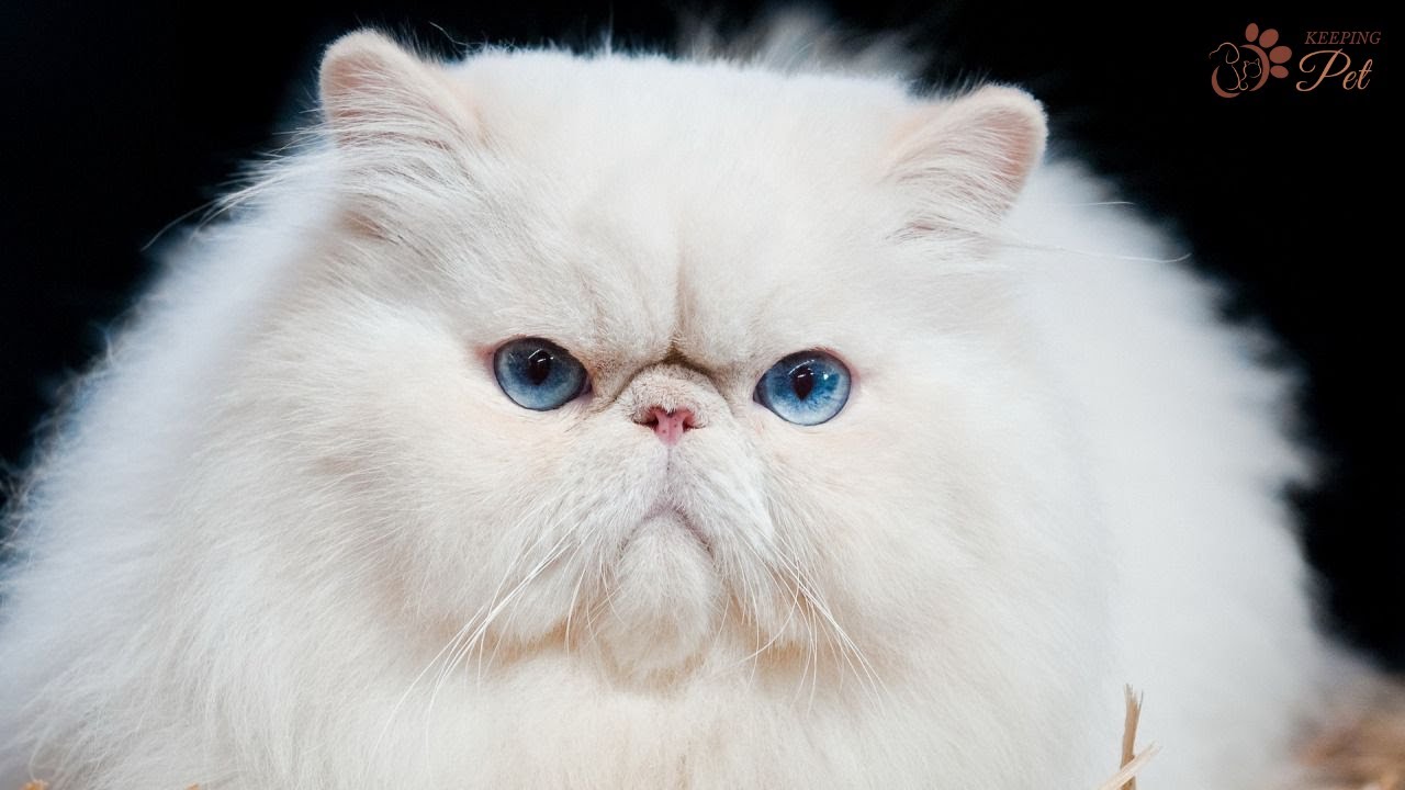 Fluffy Cat Breeds That Will Melt Your Heart!