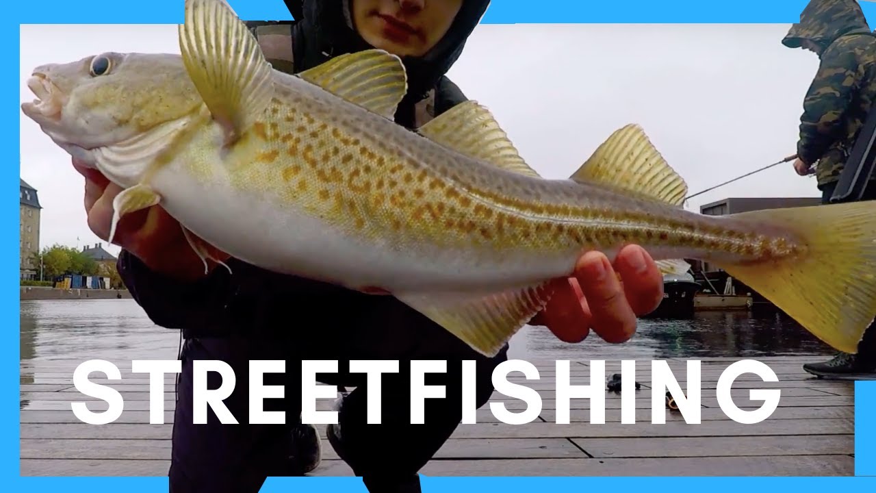 Torskefiskeri i Regnvejr - Streetfishing For Cod Copenhagen