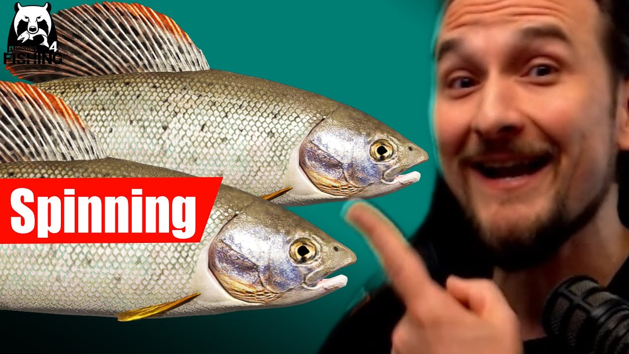Russian Fishing 4 - Lower Tunguska River - Spinning: Grayling, Brown trout, Lenok
