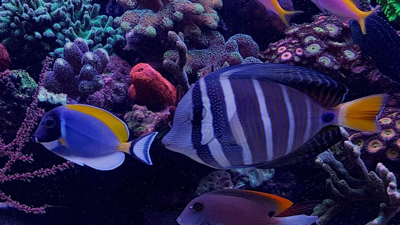 02-2017 | update | Red Sea Reefer 525 XL