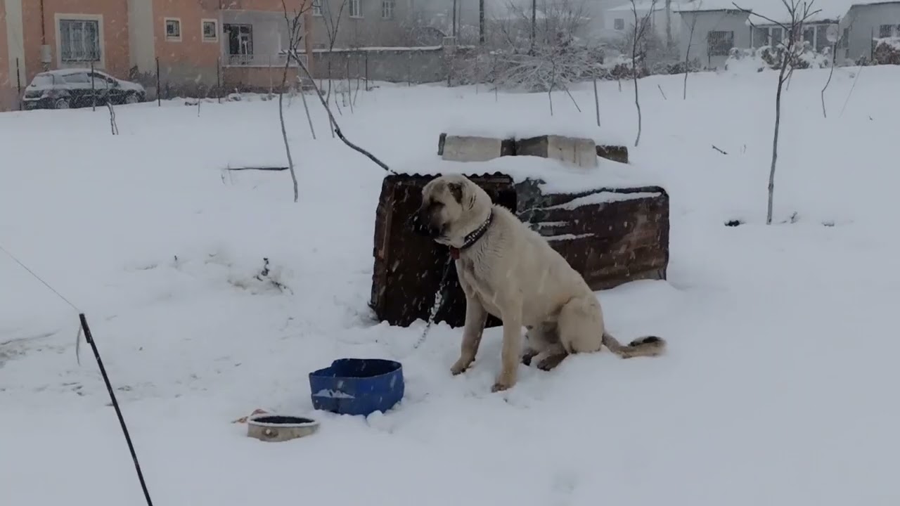 BU VİDEO KAÇIRMAYIN KAR FIRTINA CESUR BOZO