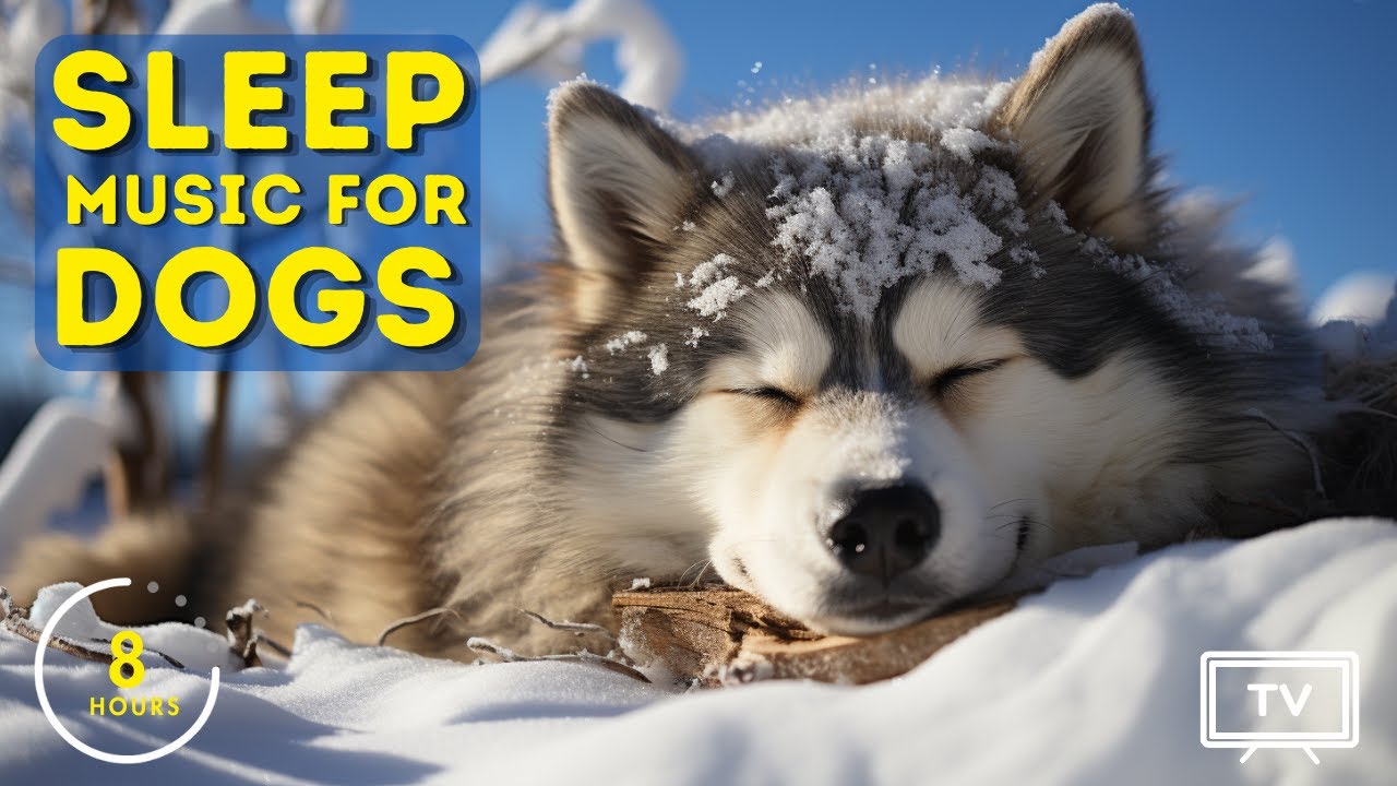 8 Hours of the BEST Sleep Music for Dogs! Calming Dog TV to Make Dog Fall Asleep!