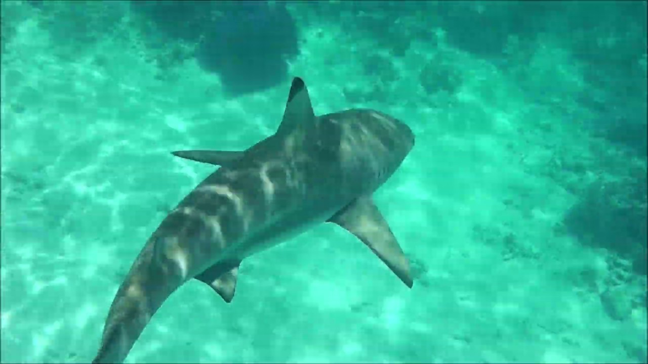 Snorkling Kuramathi Maledives with Sharks, Turtles and more