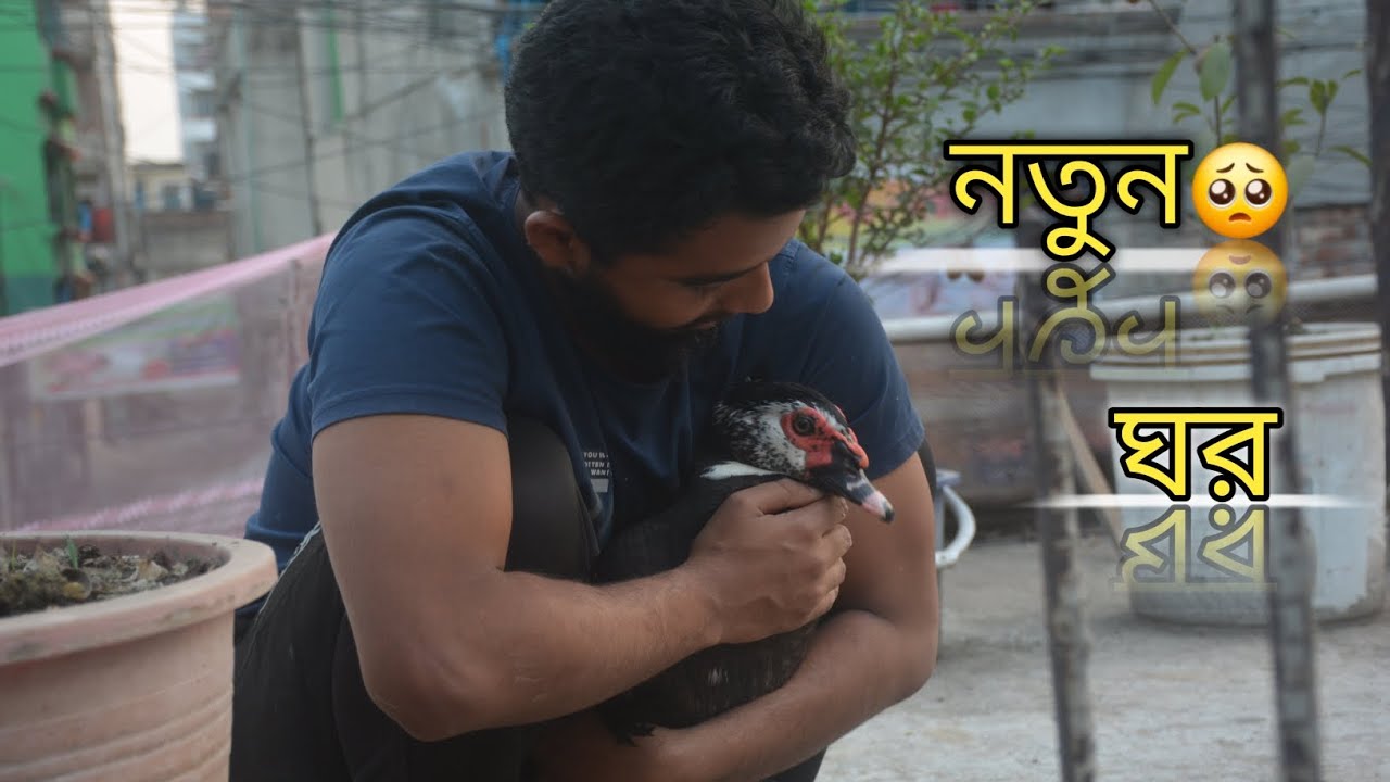 আমার পোষা প্রাণী আর ছাদে দেখা যাবে না🥺।। Nuton ghor।। Alif ka pets.